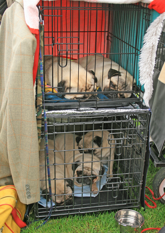 Pug Show Dogs in a cage at the Royal Welsh Showground after a hard day