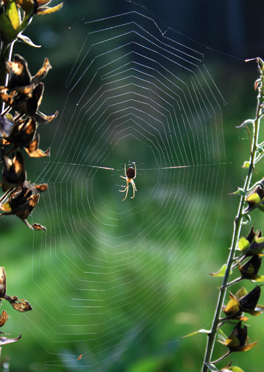 Spider and Web in the Elan Valley Forest