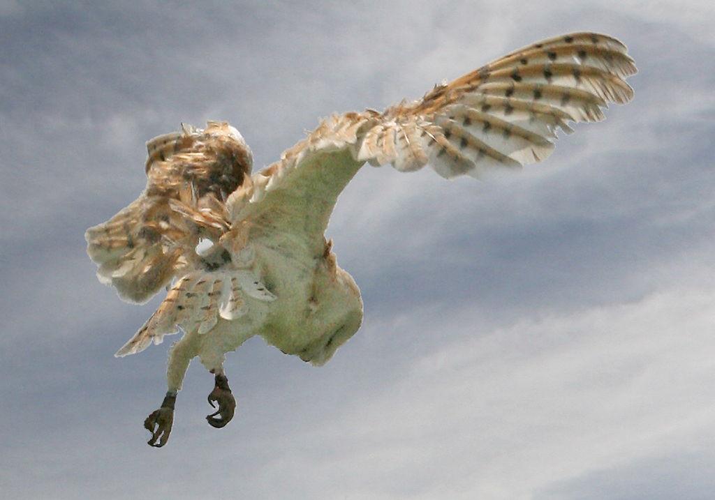 Owl hovering, about to swoop in demonstration flight at Royal Welsh