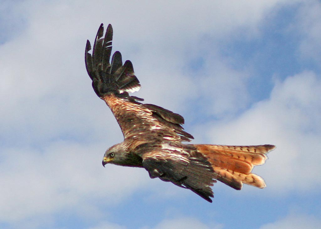 Wild Red Kite at Gigrin Farm, Red Kite Centre, near Rhayader