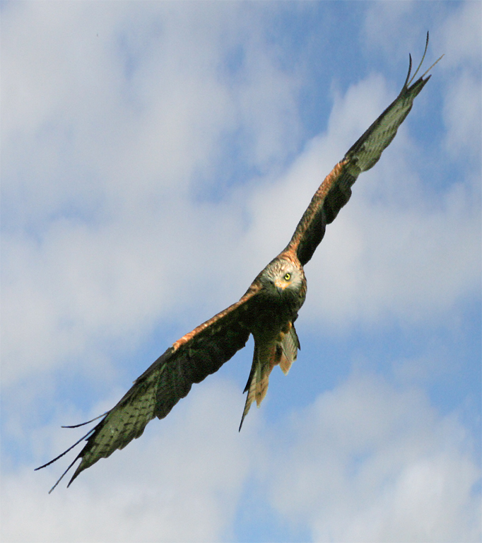 Wild Red Kite flying over Gigrin Farm, Rhayader.