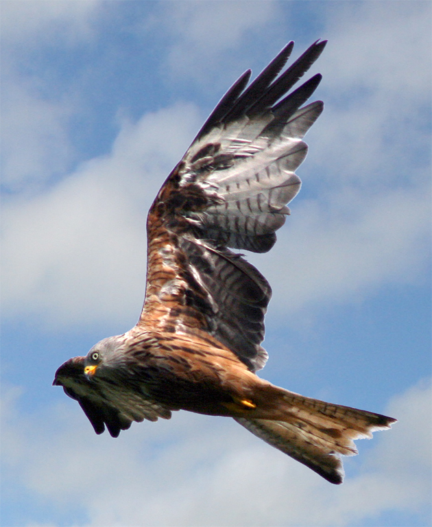 Wild Red Kite flying over Gigrin Farm, Rhayader.