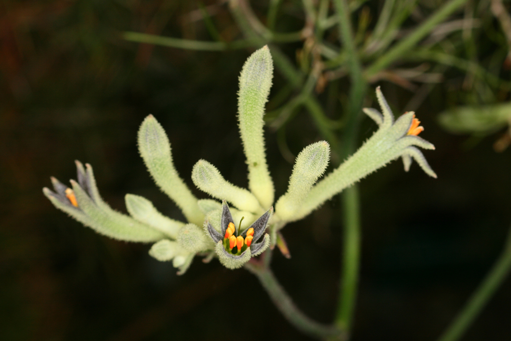 Plants in The National Botanical Gardens