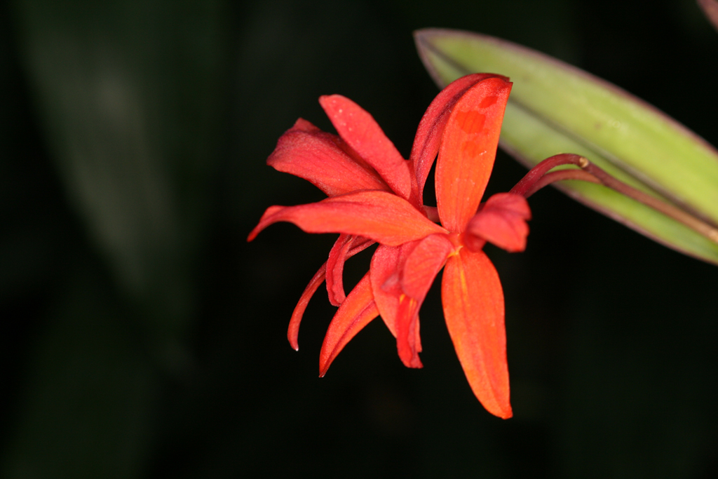 Flowers in National Botanical Gardens