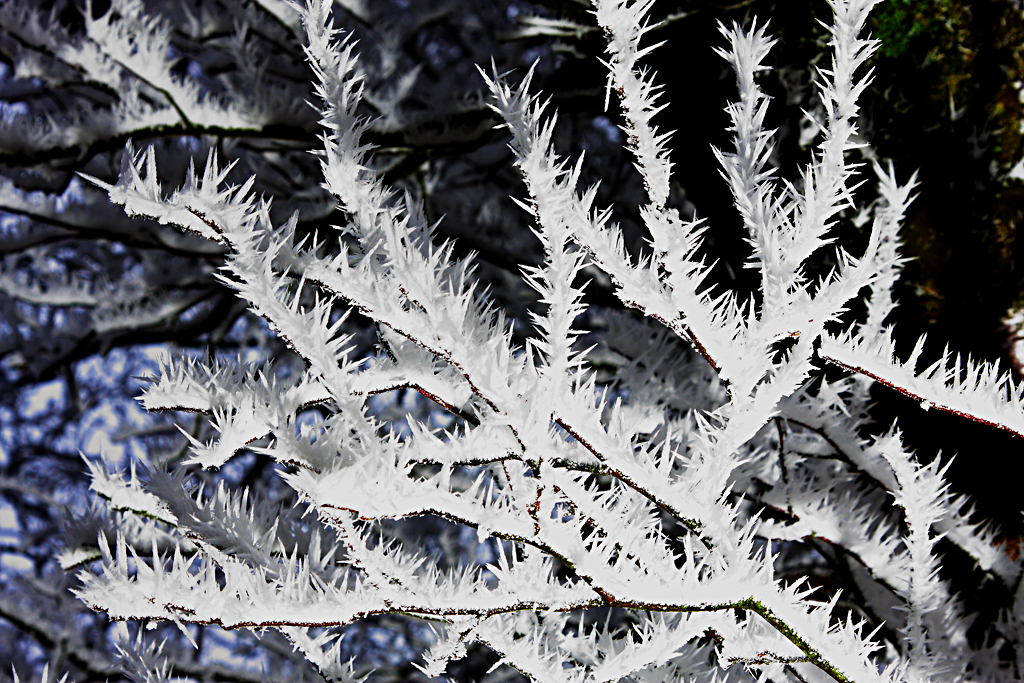 Frost and Ice covered bush in the Elan Valley