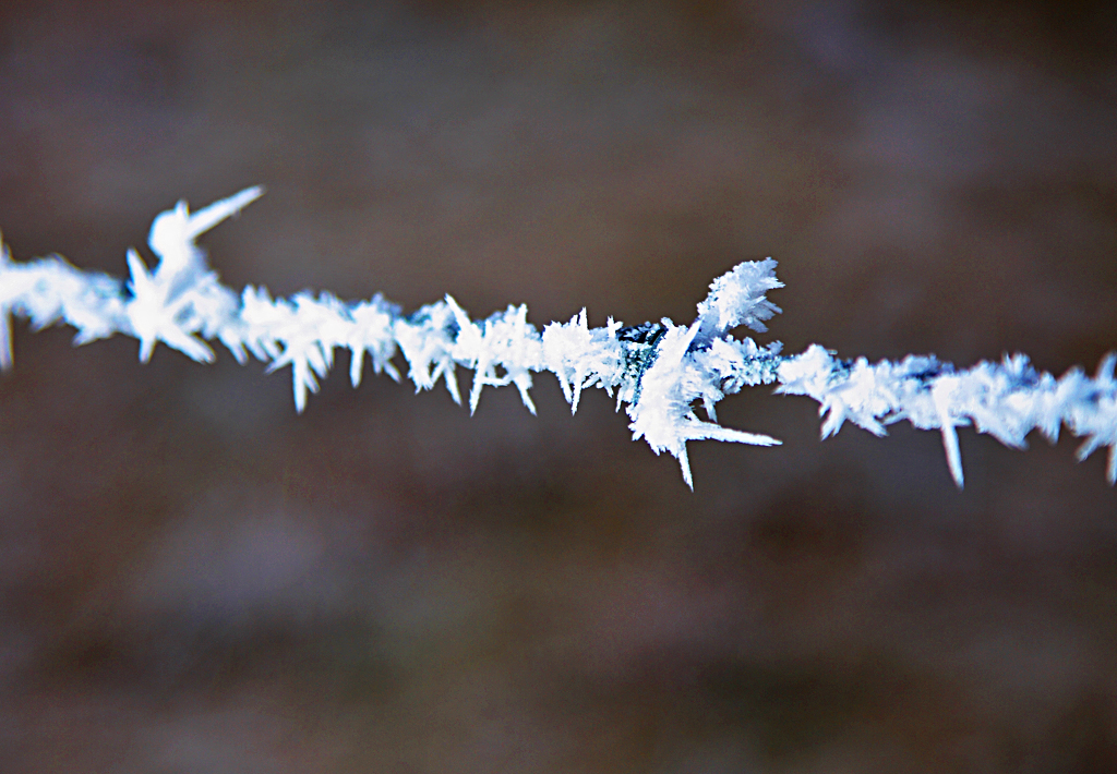 Frost and Ice covered tree in the Elan Valley