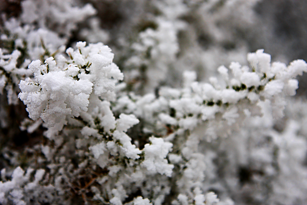 Frost and Ice covered Gorse Bush in the Elan Valley