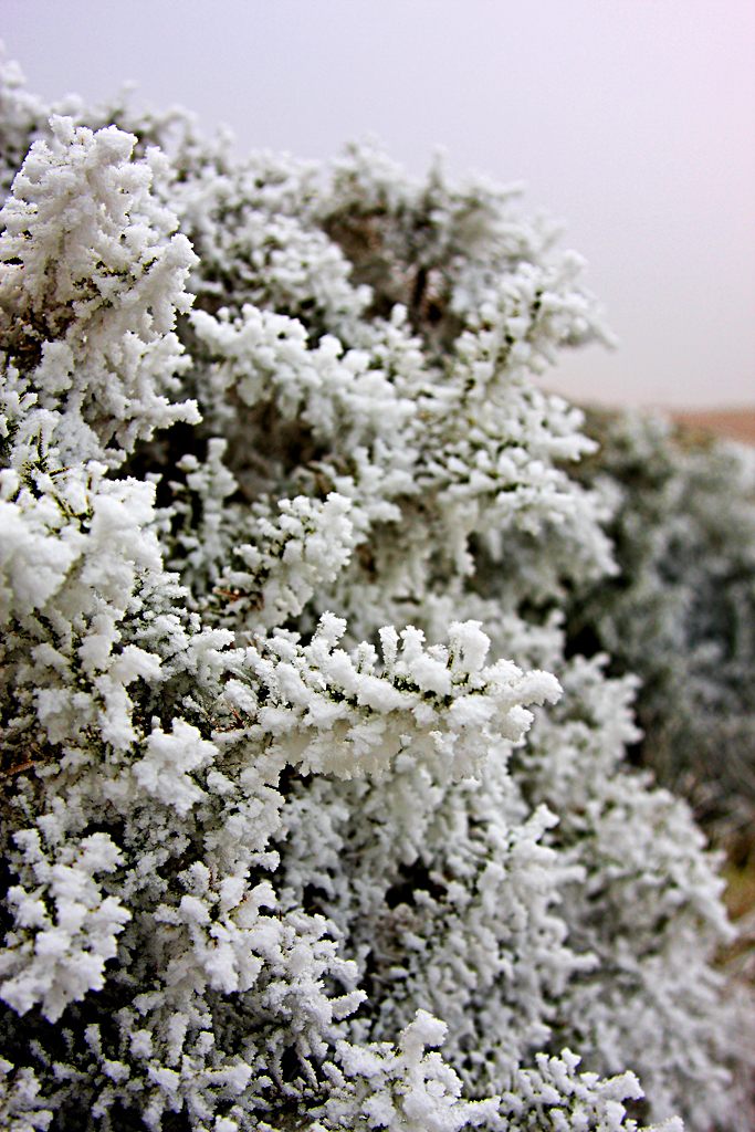 Heavy Frost on Gorse Bushes in the Elan Valley