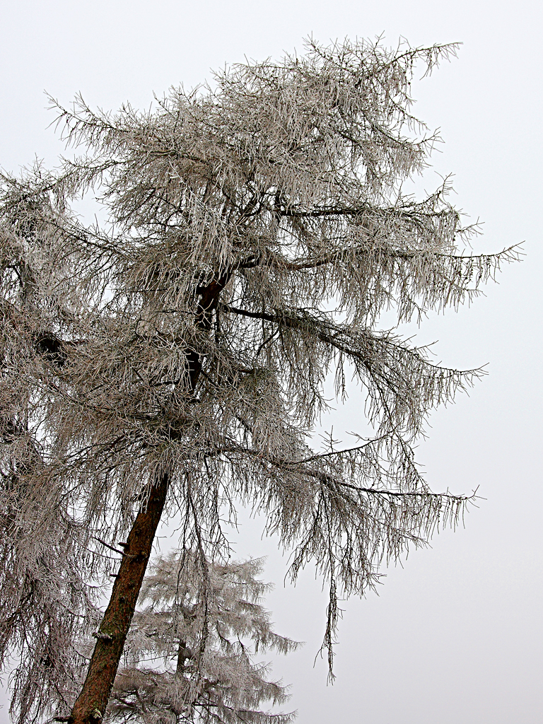 Heavy Frost on Pine Tree in the Elan Valley