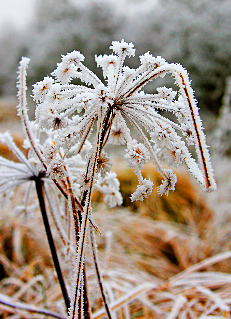 Heavy Frost on seed-heads in the Elan Valley