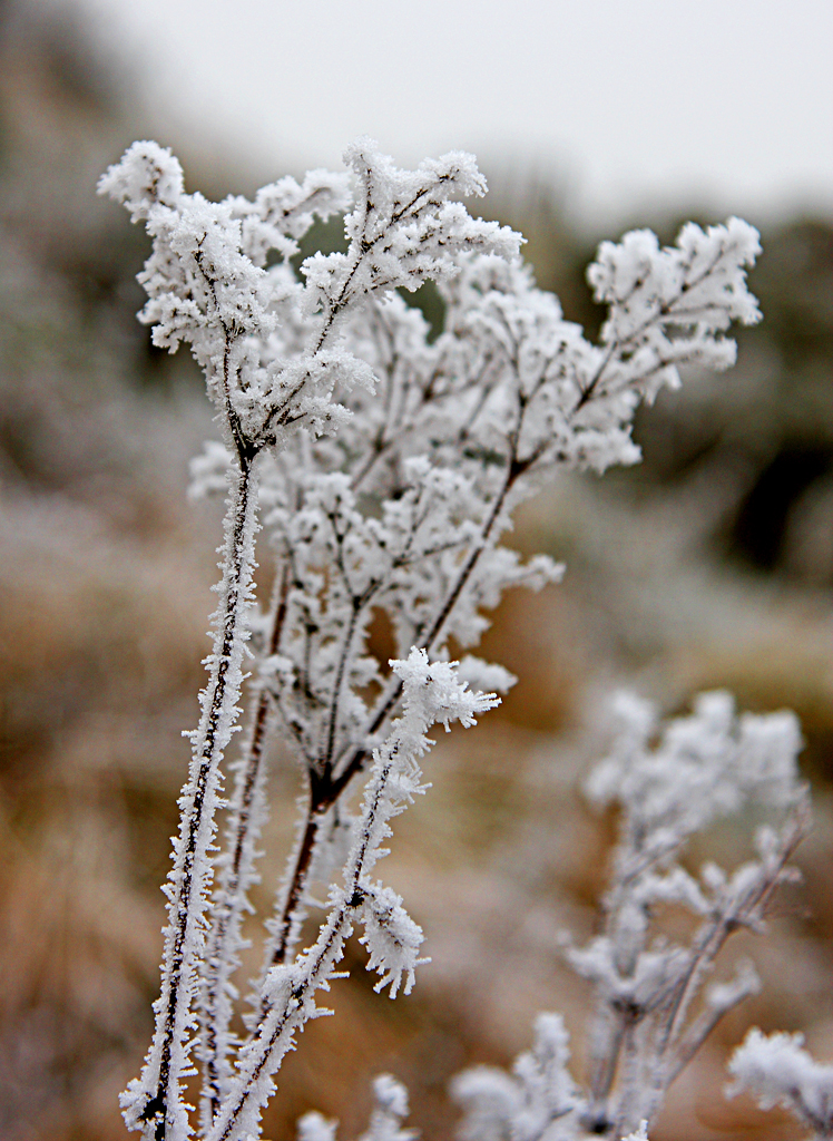 Frozen Herbs in the Elan Valley