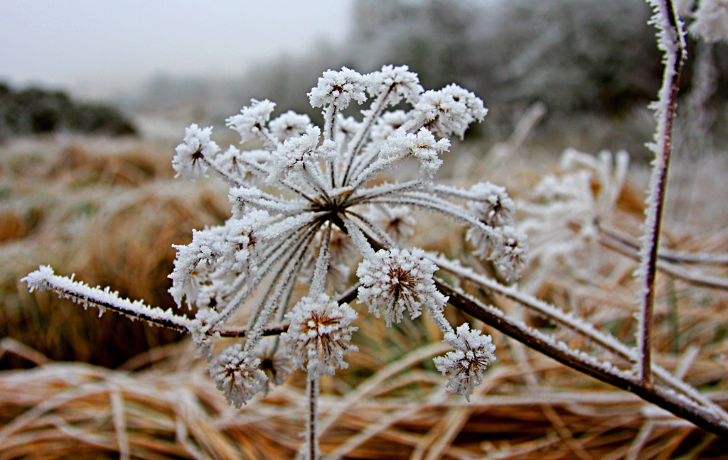 Frost and Ice covered seed head in the Elan Valley