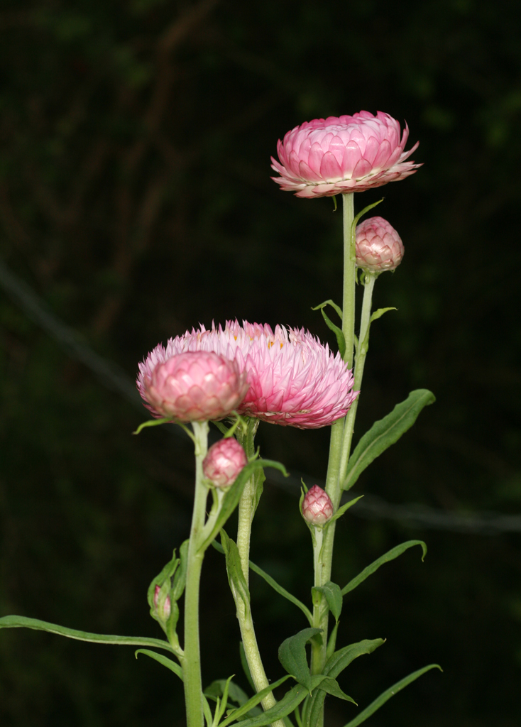 Flowers from National Botanical Gardens