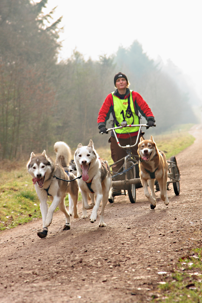 Siberian Huskies racing out of the early-morning mist in the Forest of Dean