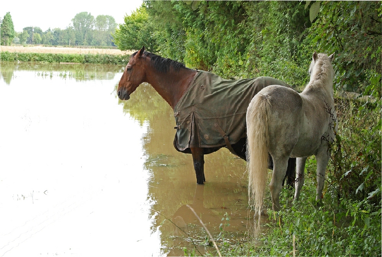 Photograph taken as part of an article on heavy flooding in Herefordshire and closed roads stranding many animals