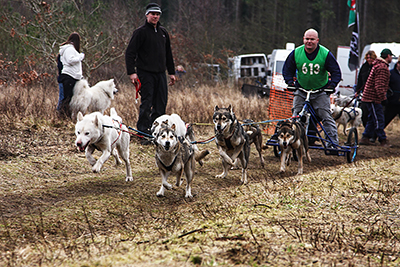 Siberian Huskies, Race, Pembrey Forest, SHCGB.